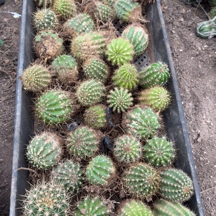 301新品毛花柱3个很小根斑脱土发货