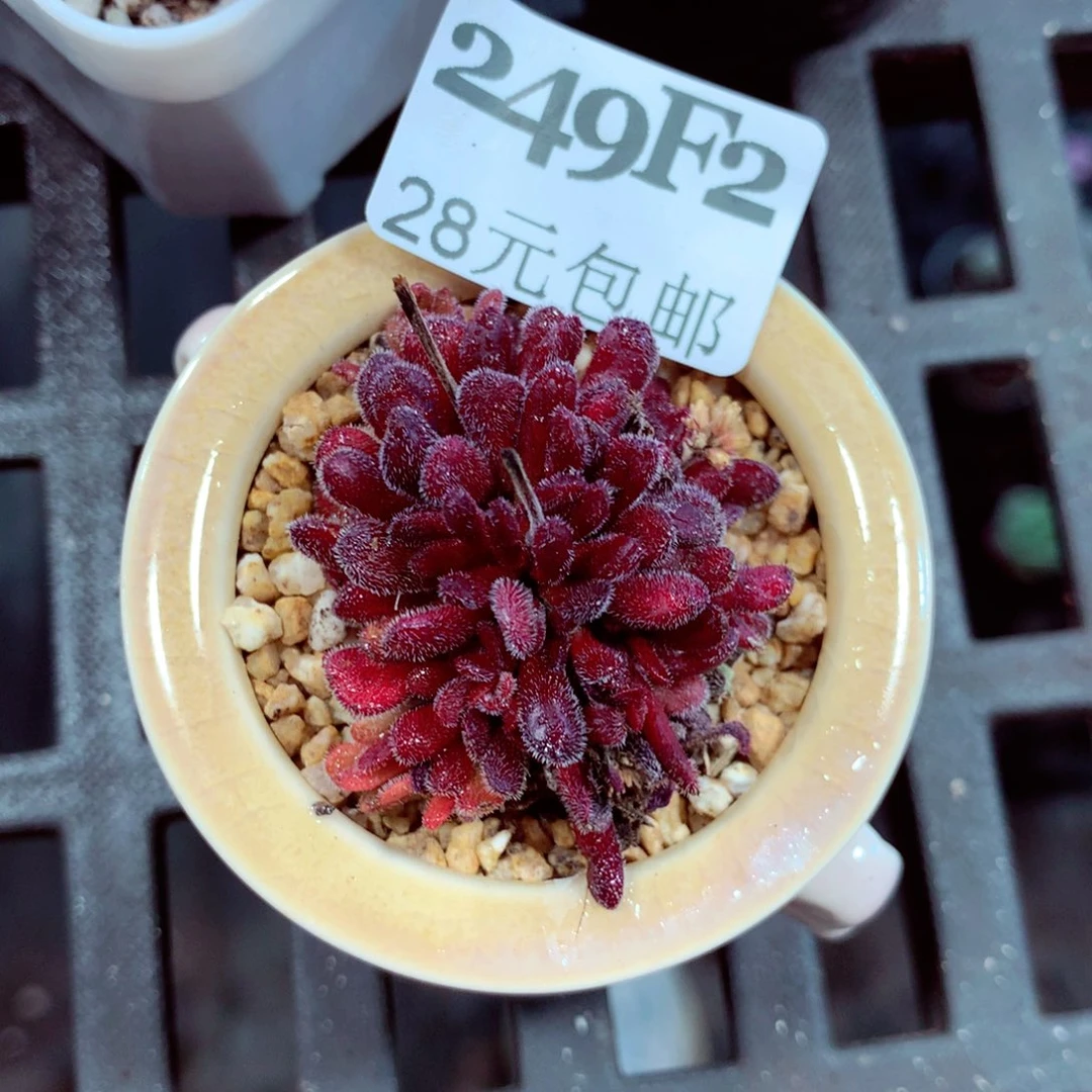 5厘米盆精控多肉249