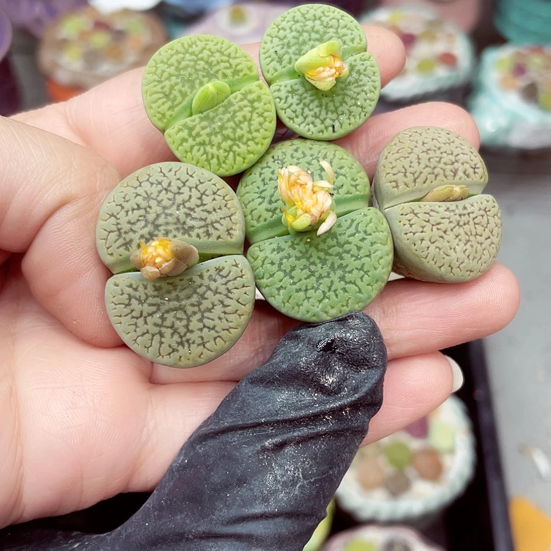生石花满18包邮1024-246