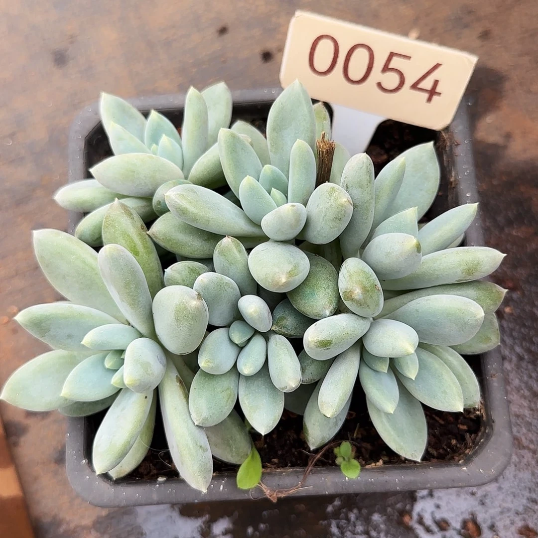 0054。      哥特。