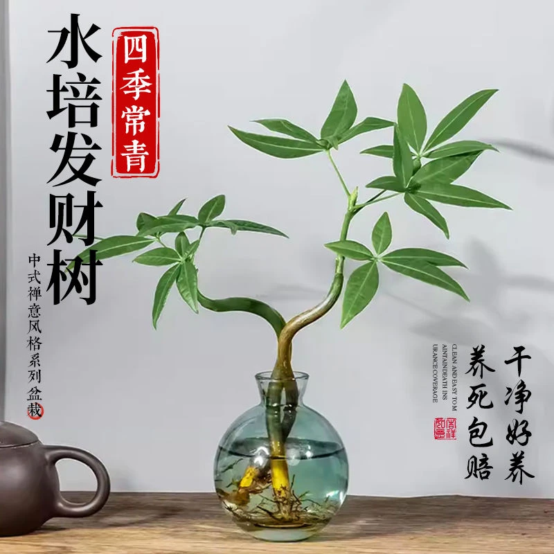 【八方来财】奇趣水培发财树耐旱耐热四季好养办公室懒人好养植物