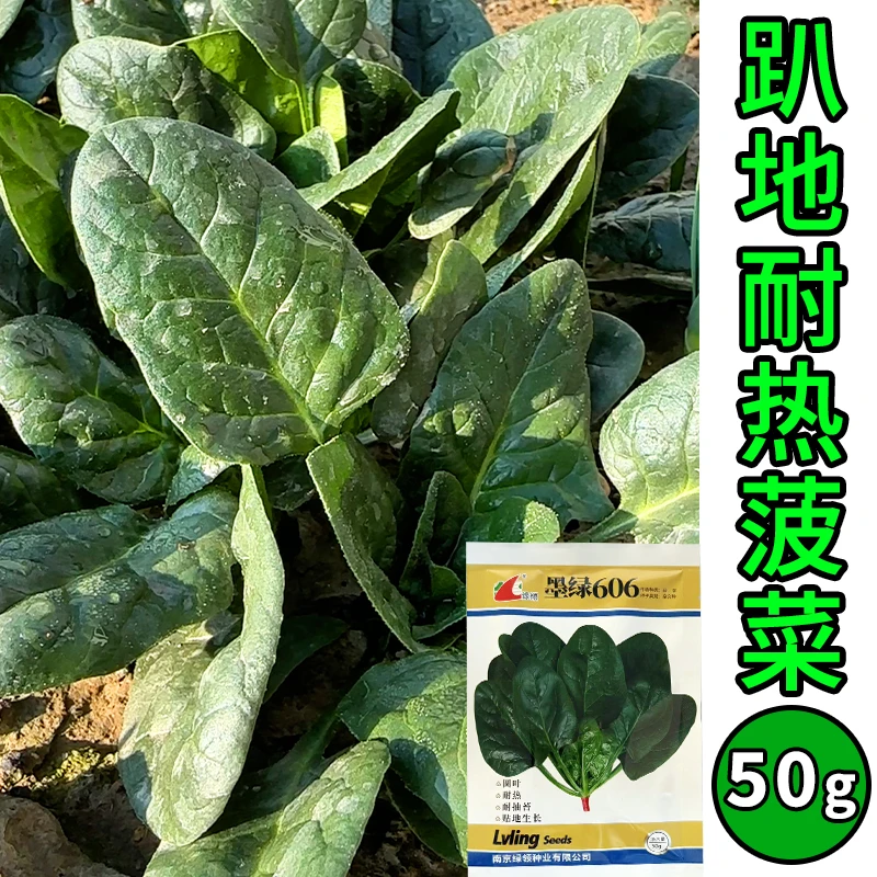 50克/袋雪里趴地菠菜种子红根农家小菠菜脱壳易出苗墨绿606抗起苔