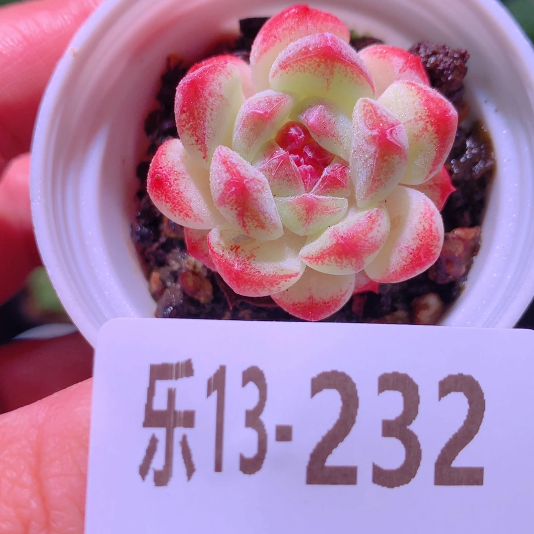 乐然13-232 白桃汽水