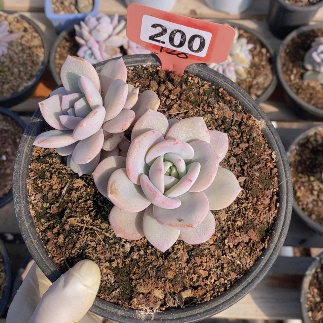 ?****200 多肉植物一物一拍