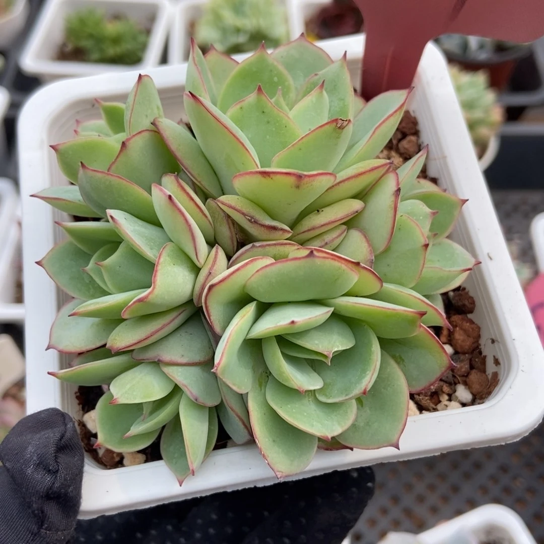 1389牡丹亭多肉植物保护