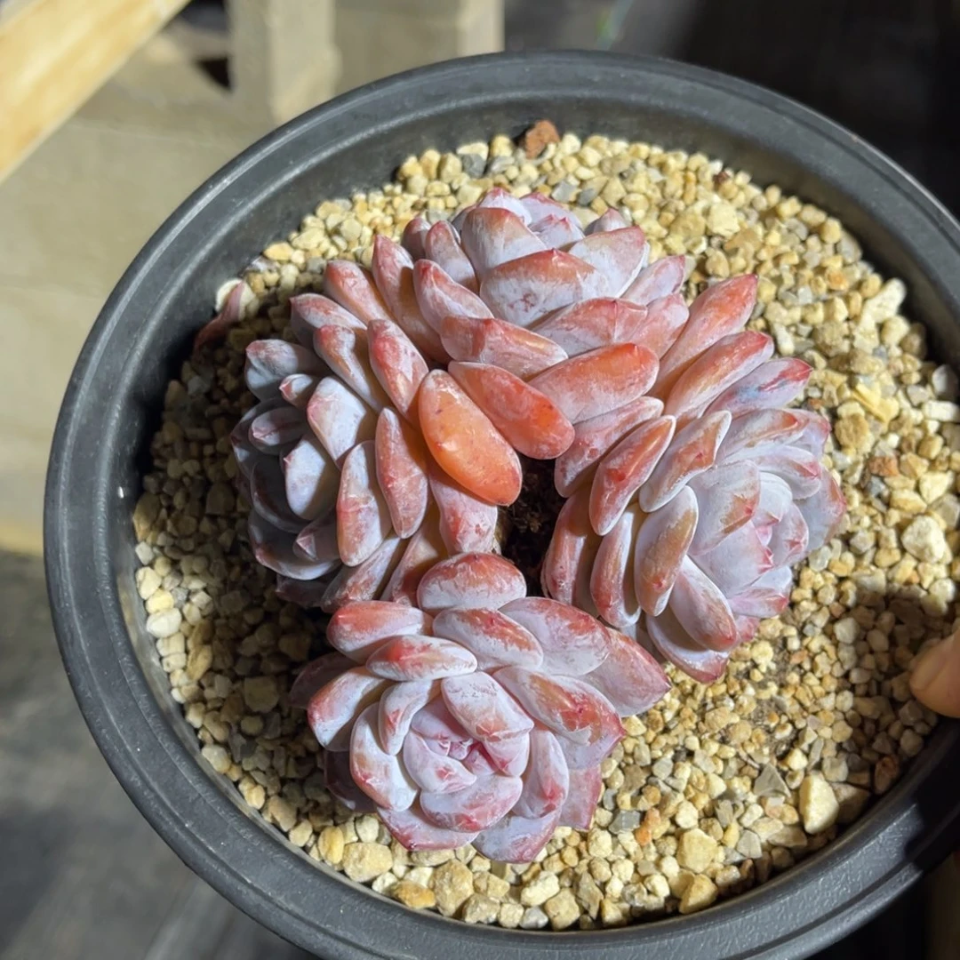 星影特价 一物一拍不支持退换