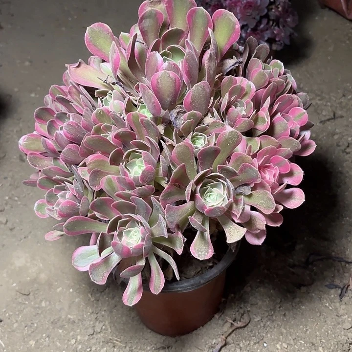 多肉植物粉女郎30