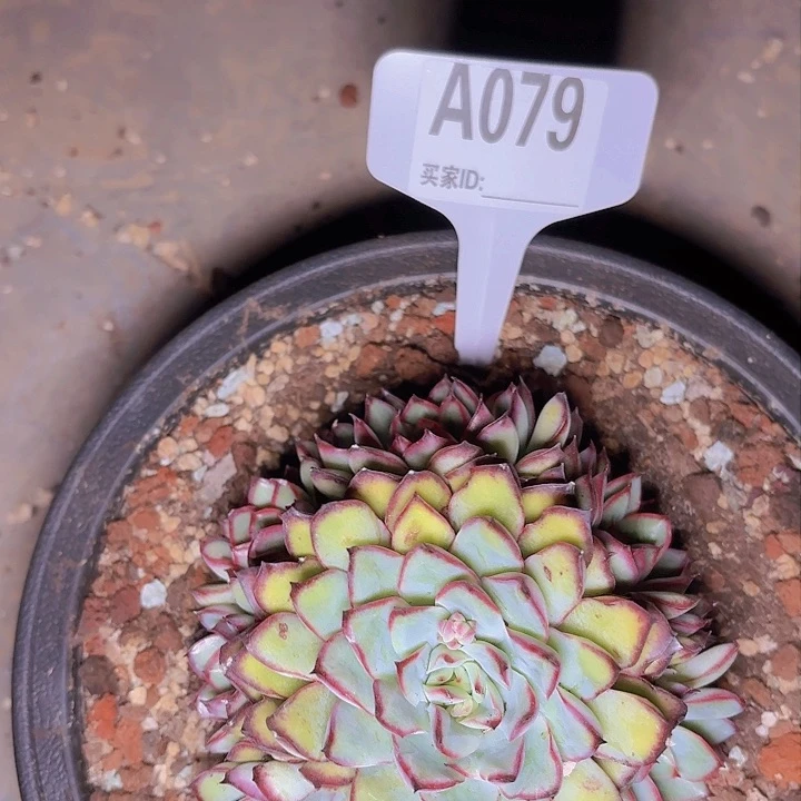 7️⃣****肉酱玫瑰一物一拍A079