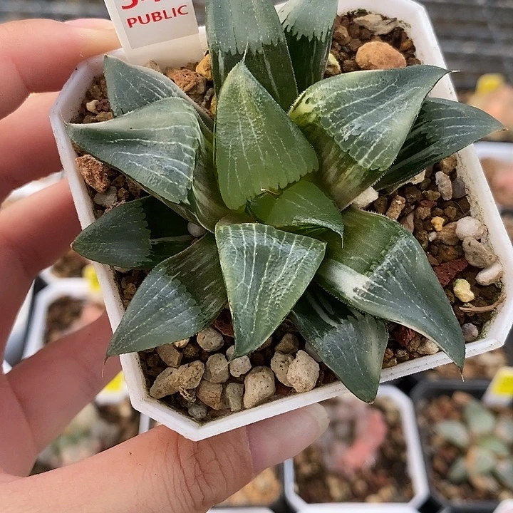 340裹实生克锦一物一拍