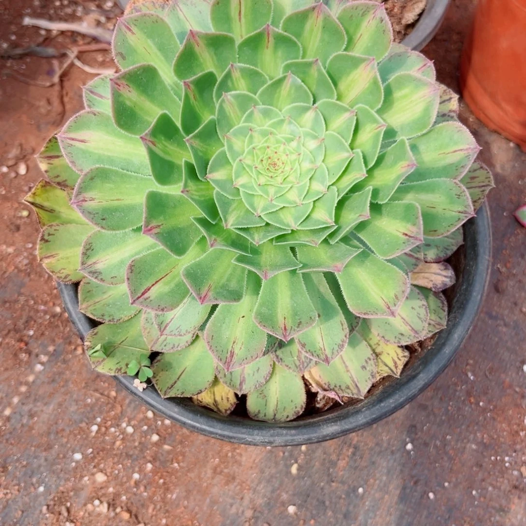 多肉3知否多肉植物