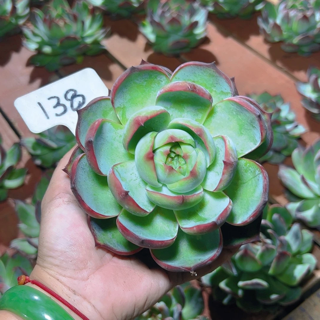 惊鸿仙子一物一拍138号