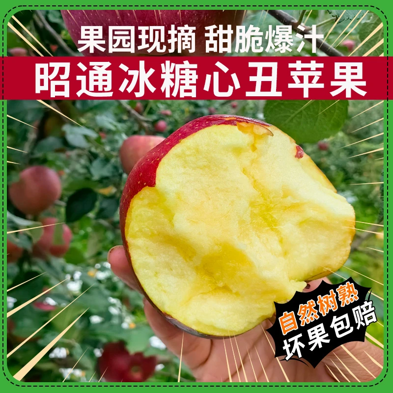 云南昭通高原苹果  冰糖心山地丑苹果 礼盒10斤嘎嘣脆 产地直发