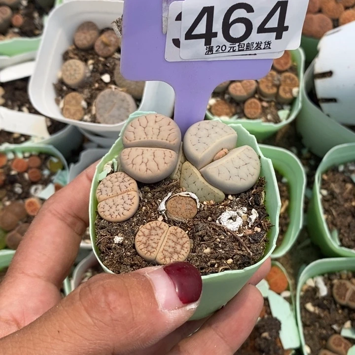 何****）生石花等植物464