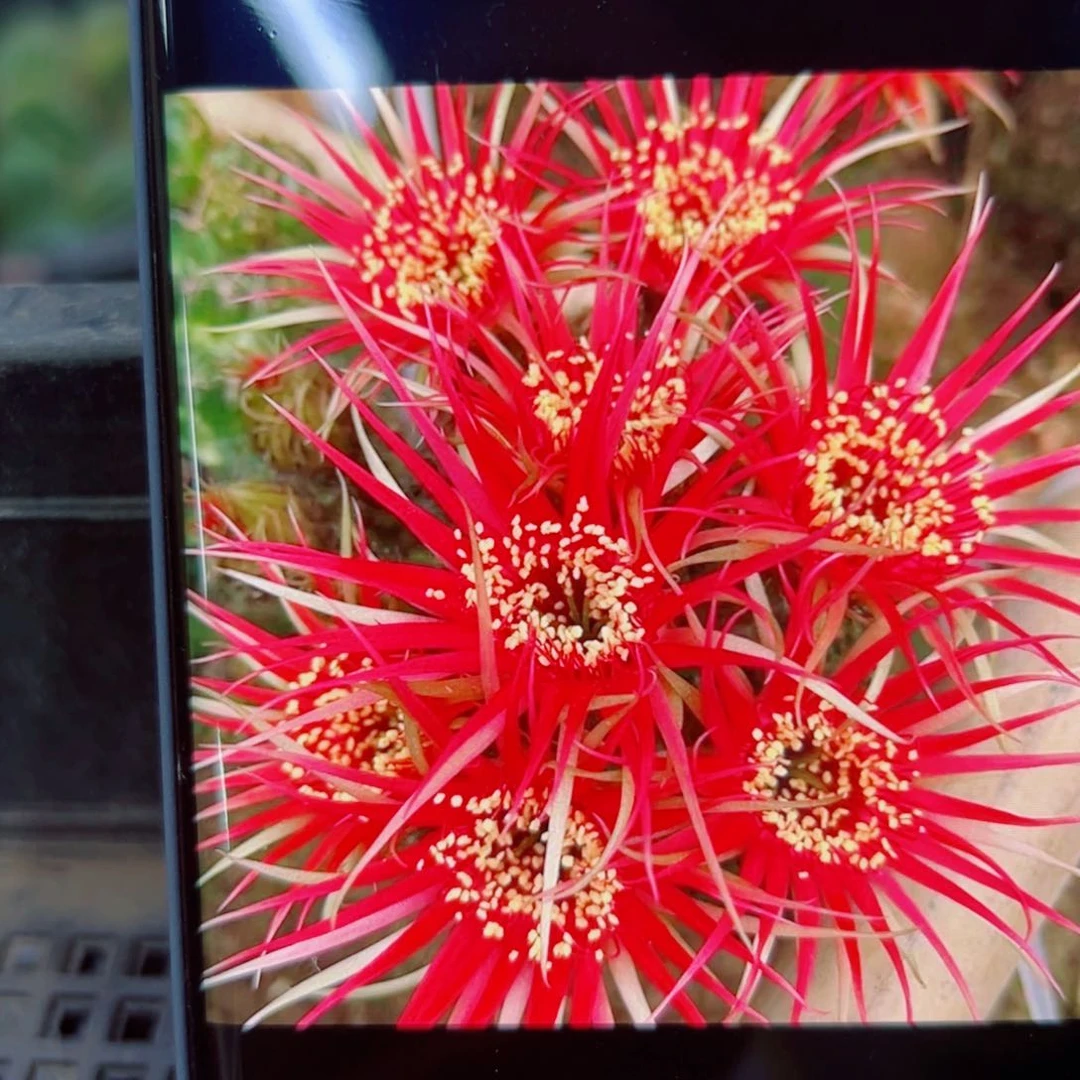 下54丽花红召合歪无根侧芽3公分左右20包邮