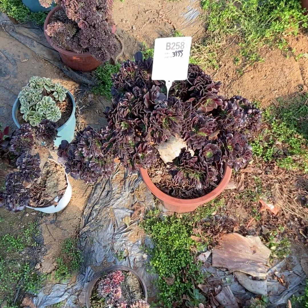 嘟***家B258欧紫干伤处理