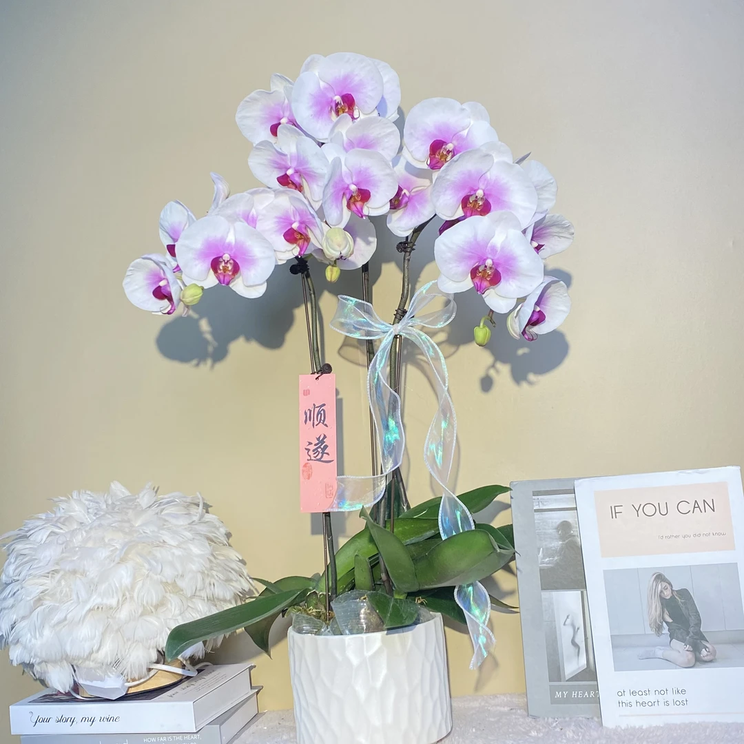 秘密花园 珊瑚海 蝴蝶兰 白粉色大花型  客厅卧室美观带花真花