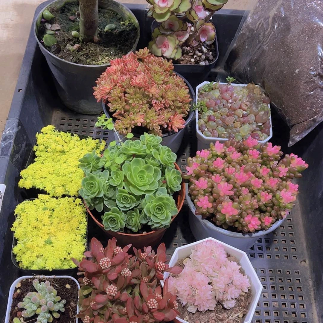 多肉052多肉植物