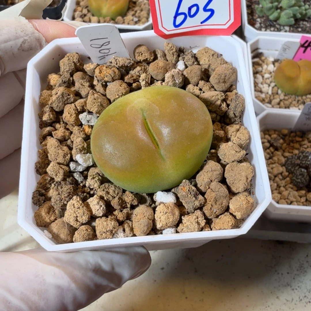 麻***薯多肉多肉多肉8.24-603