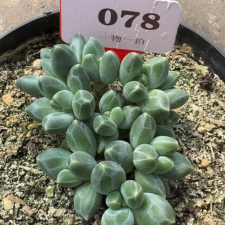 美人078多肉植物