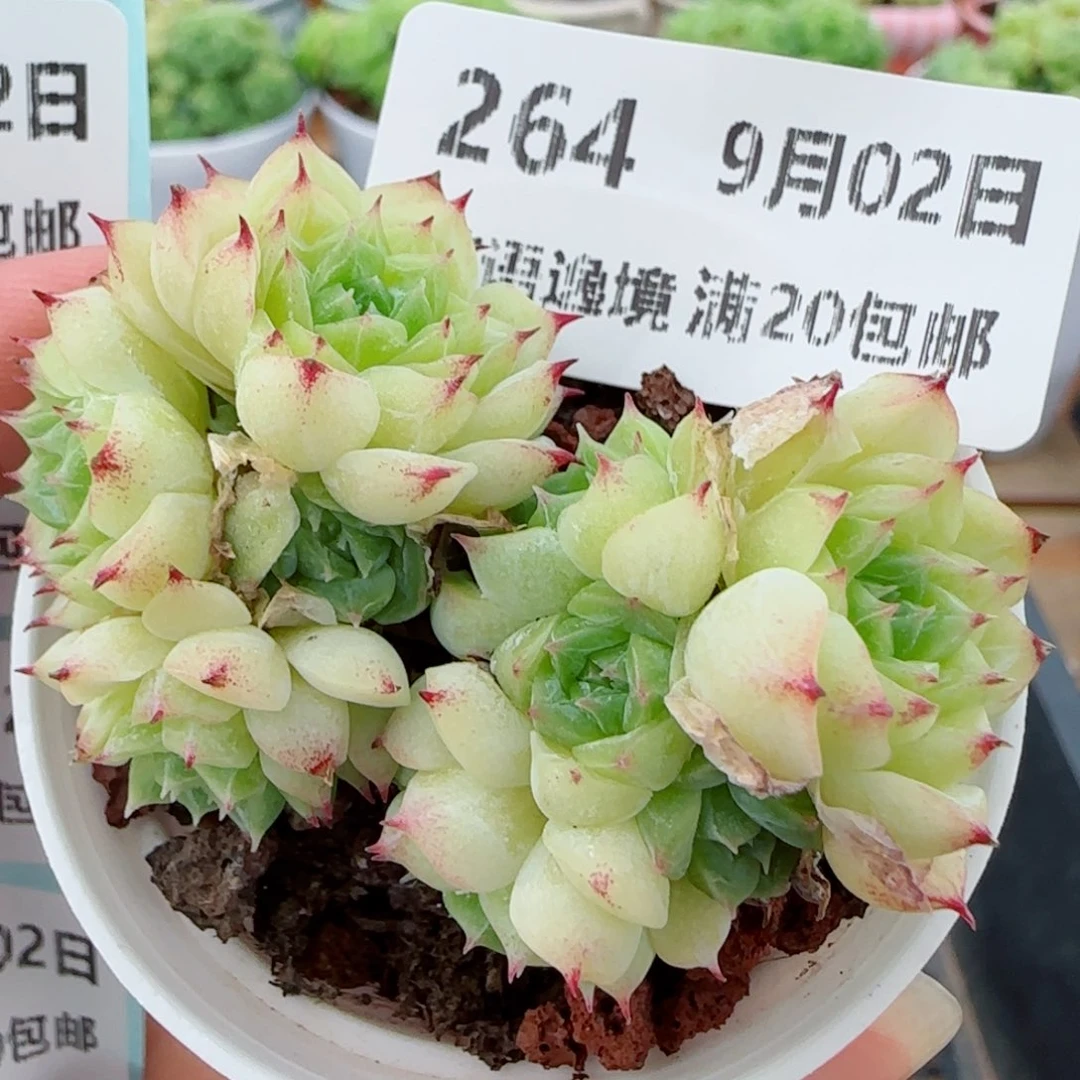 花语逸镜0902-264散