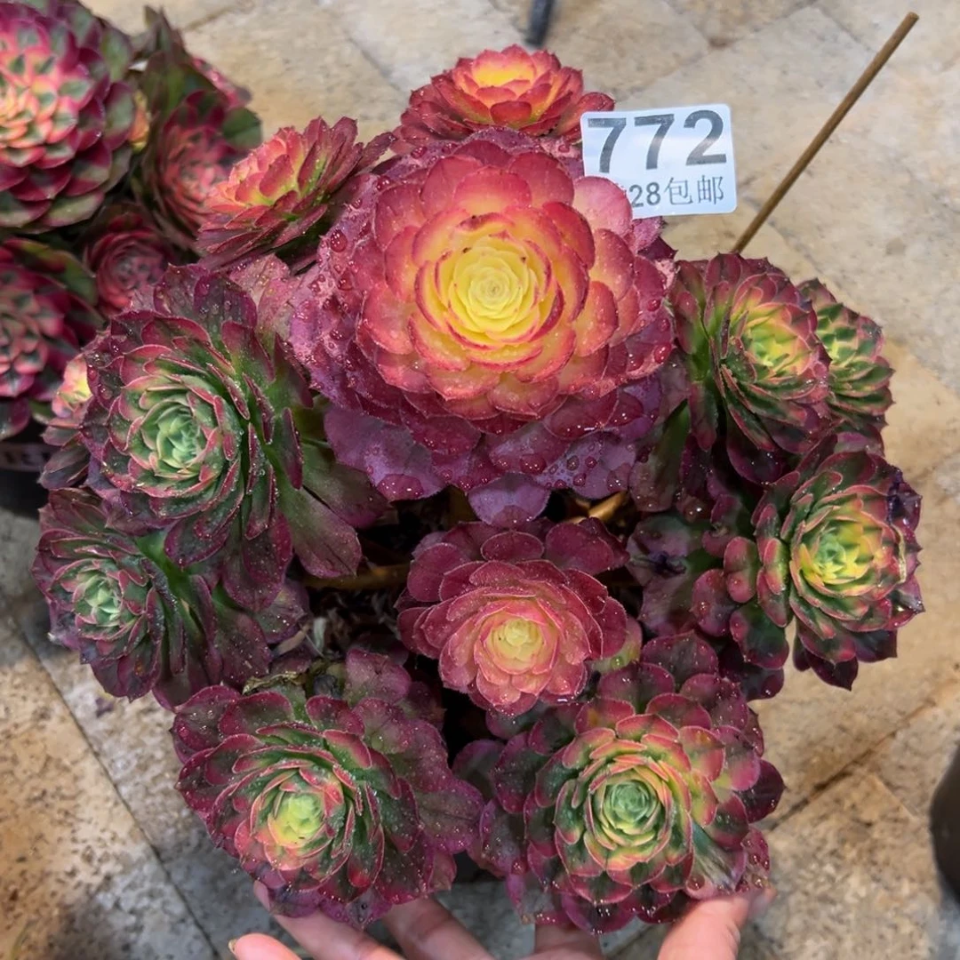 ?***?多肉植物772海仙