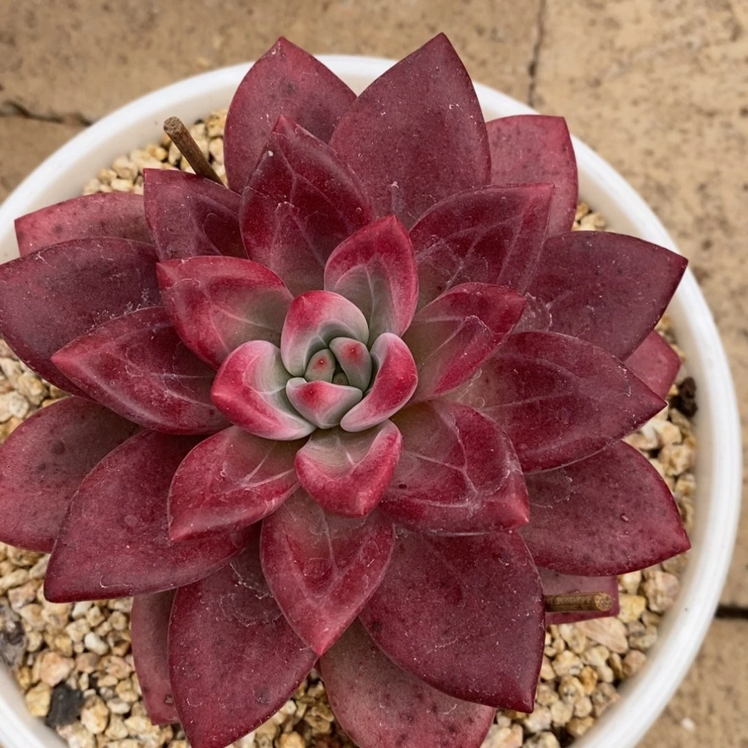 路***…我也要给大家介绍几