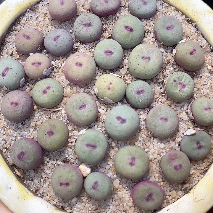 小红嘴1380b一颗   买3送1