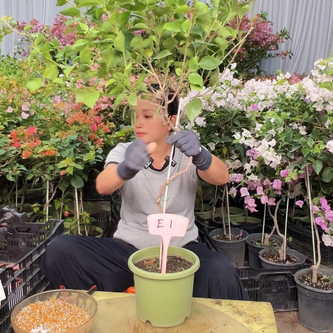 羽***彤当前无花栽培后可以开花E1波妹