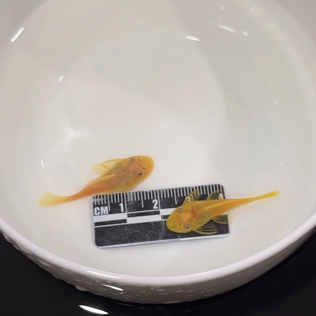 斑马鱼黄金胡子鱼2条装