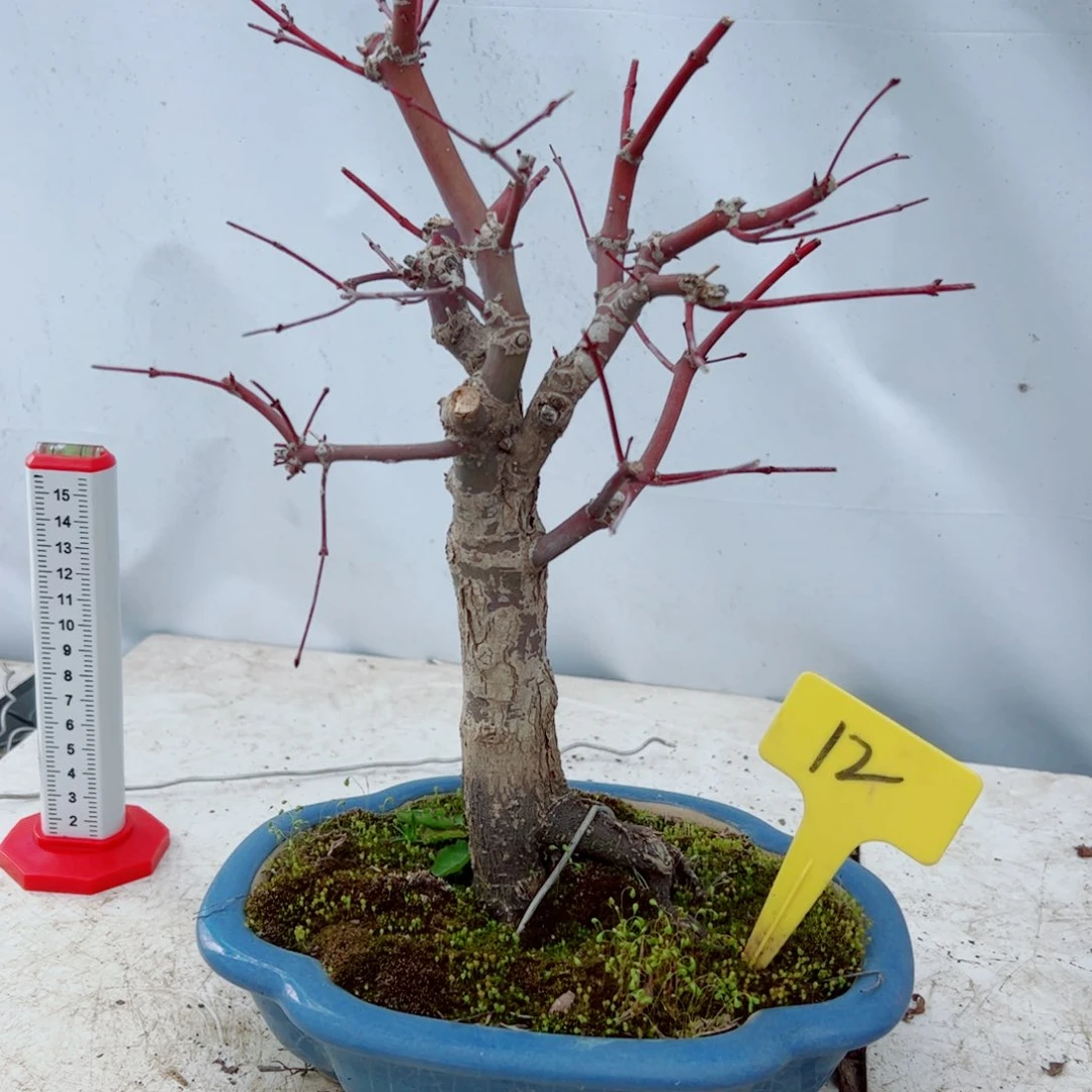 Z****U枫树枫树等枫树