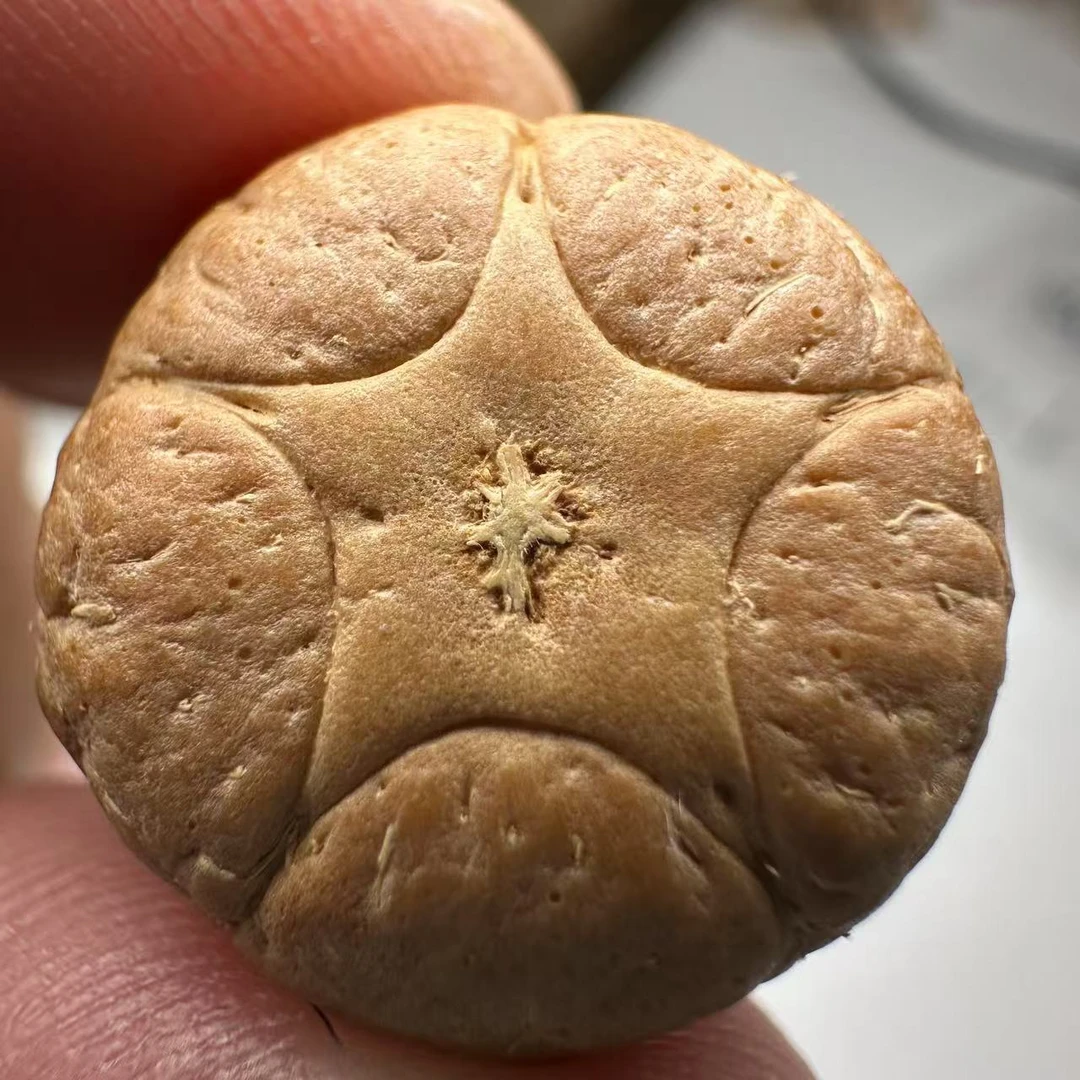 尼泊尔五星菩提，尺寸19，sss系列，货号80