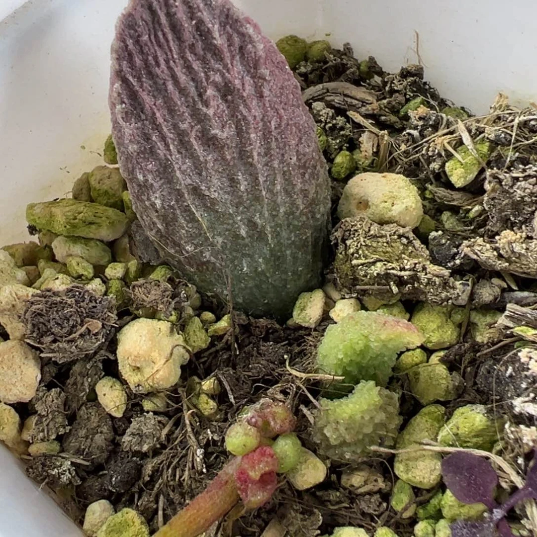 实生底叶苗纹路款多肉植物水泡实生新品