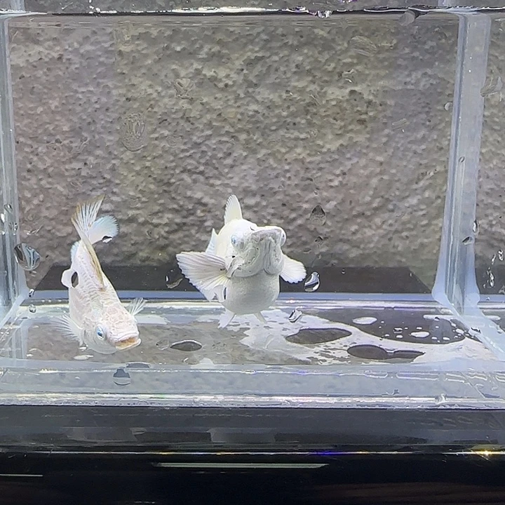 黑玛丽鱼铂金麒麟。60号
