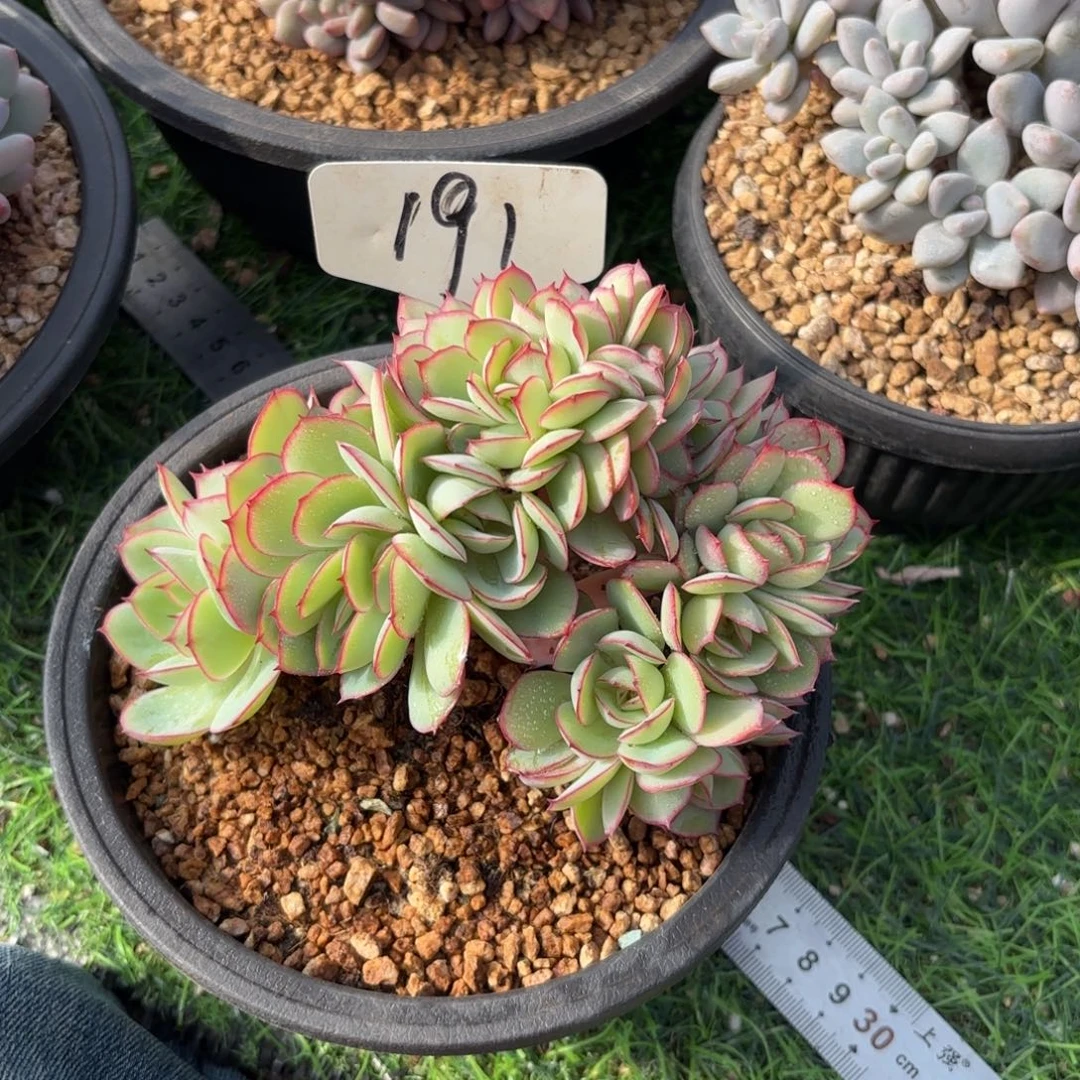 ～***191ghhjjjjkkkkkkk