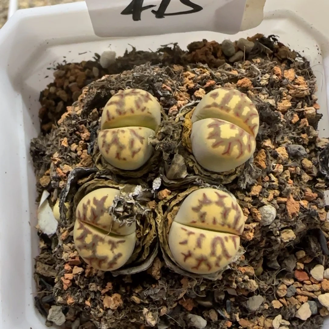 475 生石花大棚直播