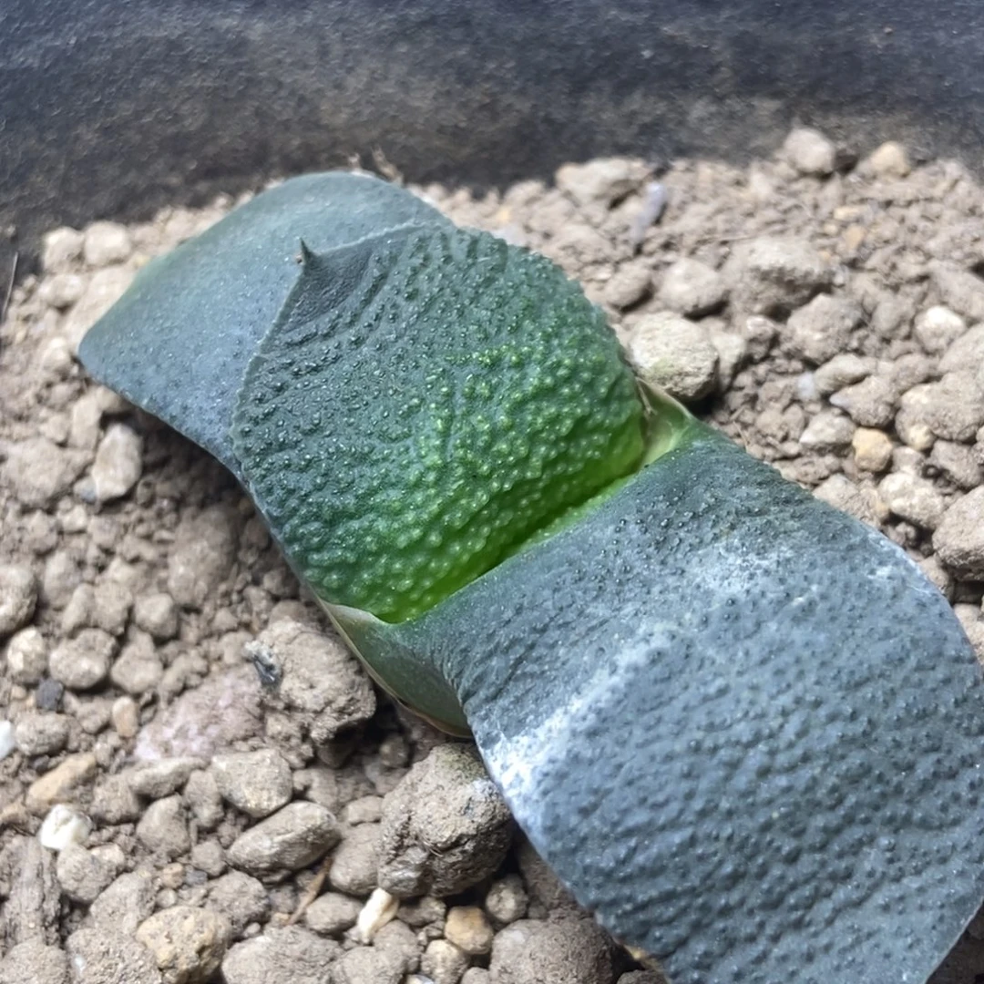 实生卧牛一物一拍
