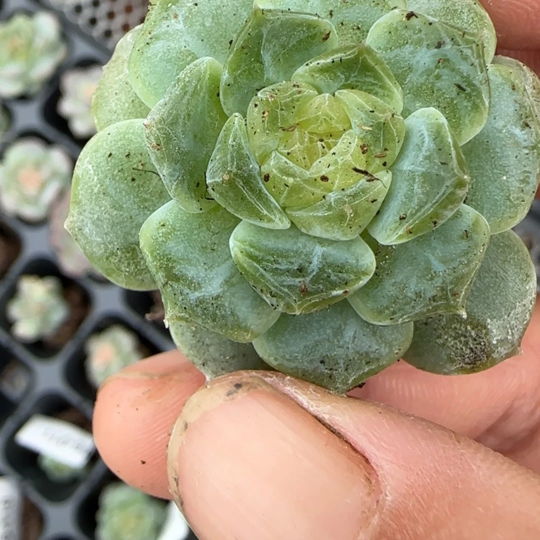 小卡拉米糖心一物一拍18-56