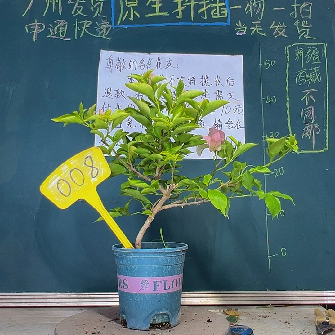 当前无花栽培后可以开花粉天使 008