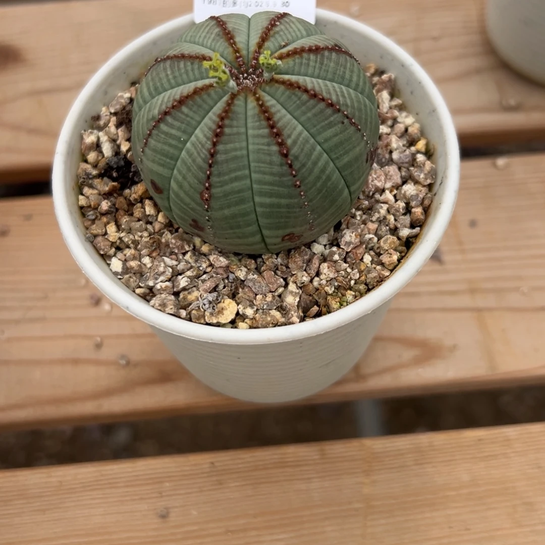 *****1987花盆YL008盆盆盆盆