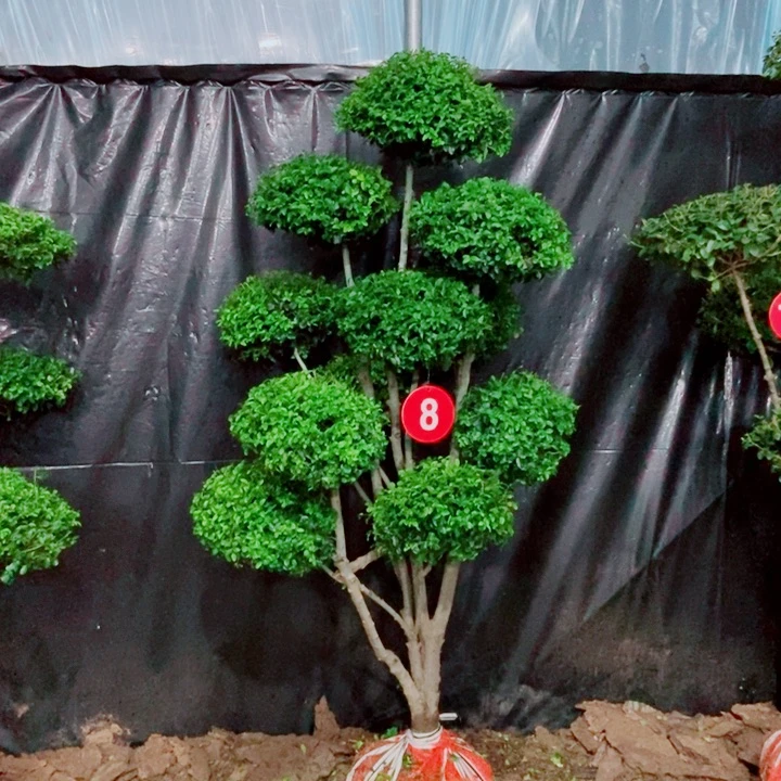 不开花植物一物一拍一物一拍