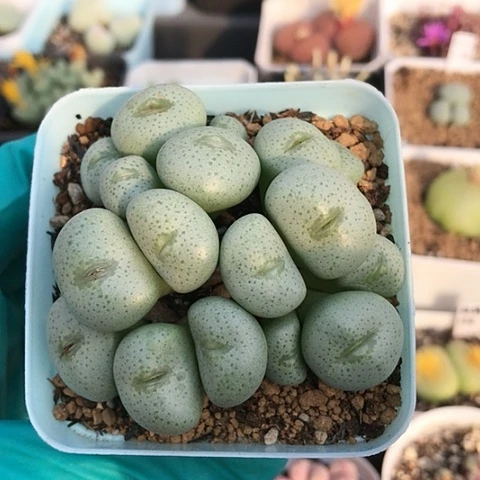 多肉肉锥 20头 玻尿酸嘴大饼