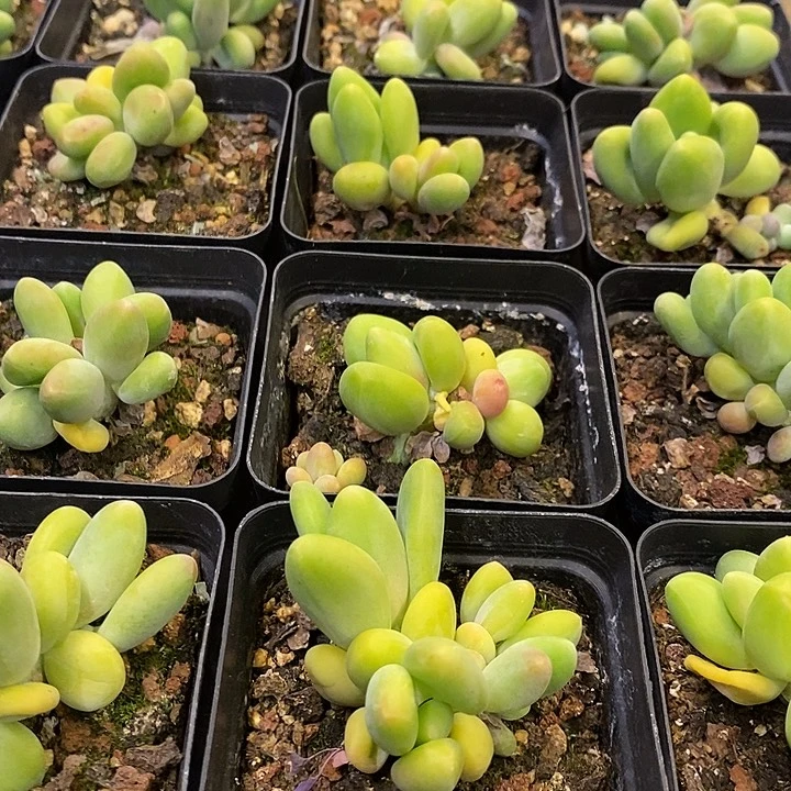 芒果奶福利多多去拍