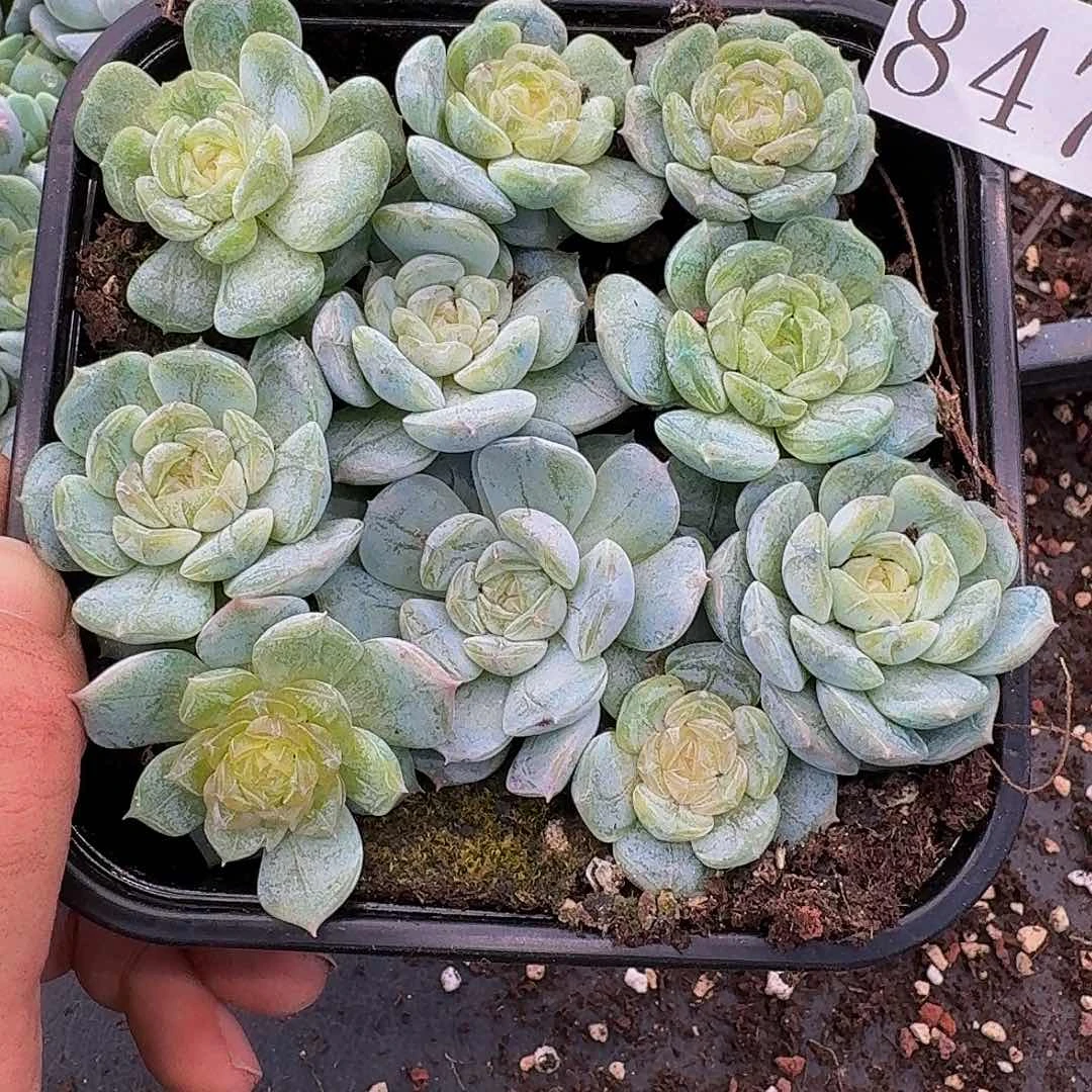 l****6多肉植物多肉植物847