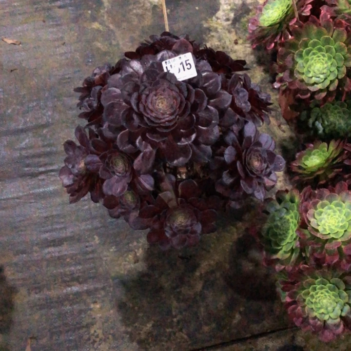 该****鞋黑多肉61500000000