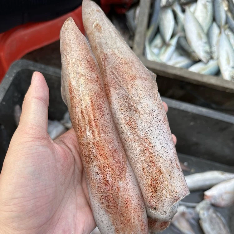 海门本港纯野生手钓鱿鱼 灯光鱿鱼 双拖鱿鱼 本地九妮包脆包甜