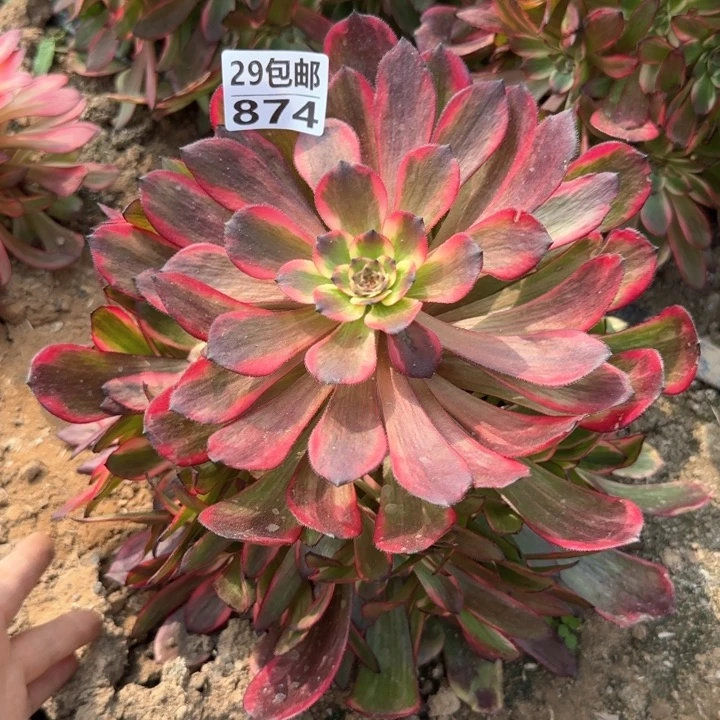 烟花……多肉植物……