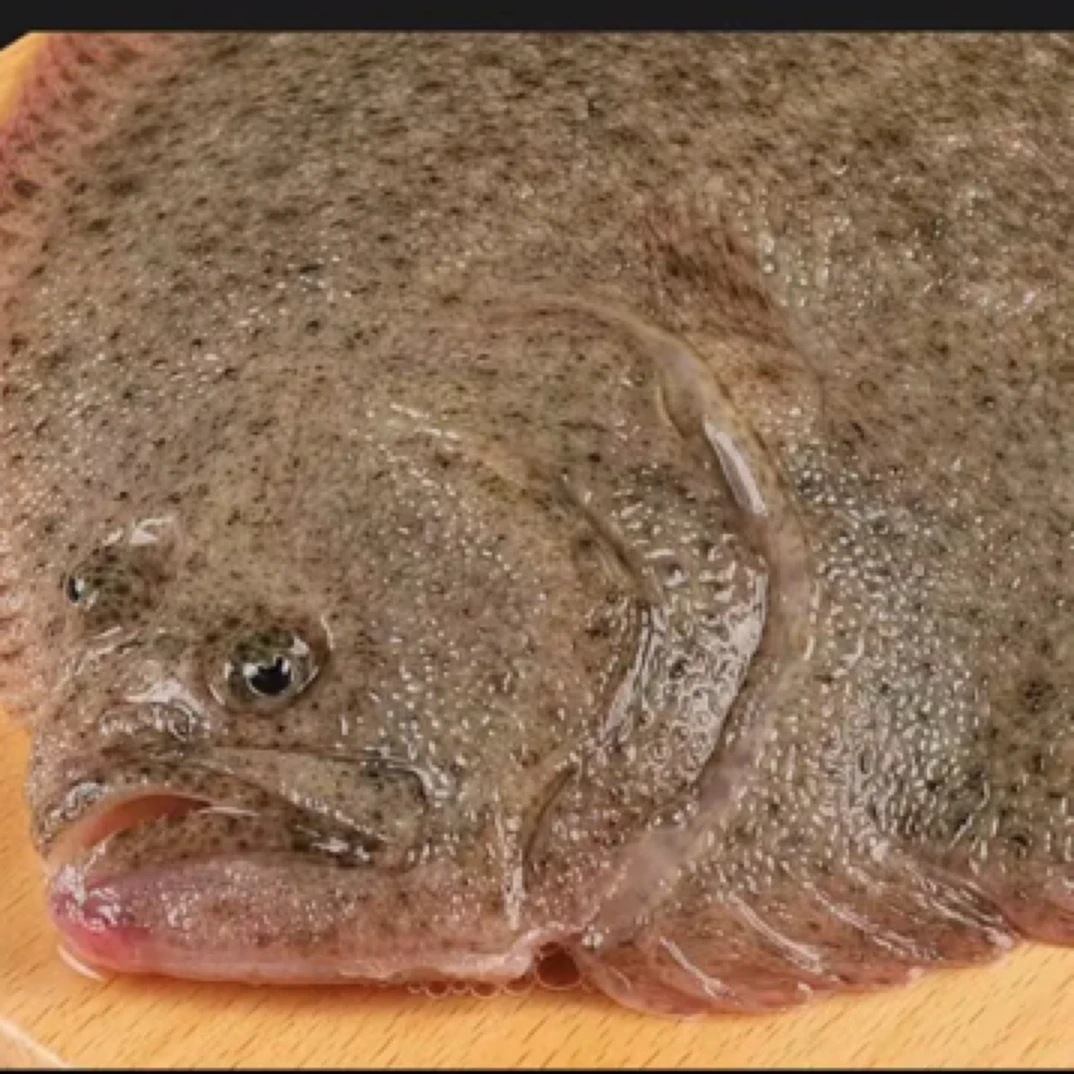 鲜多宝鱼整条鱼发货1斤左右孕妇营养餐、老少皆宜