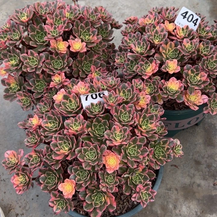 善**意404号3棵甜茶多肉