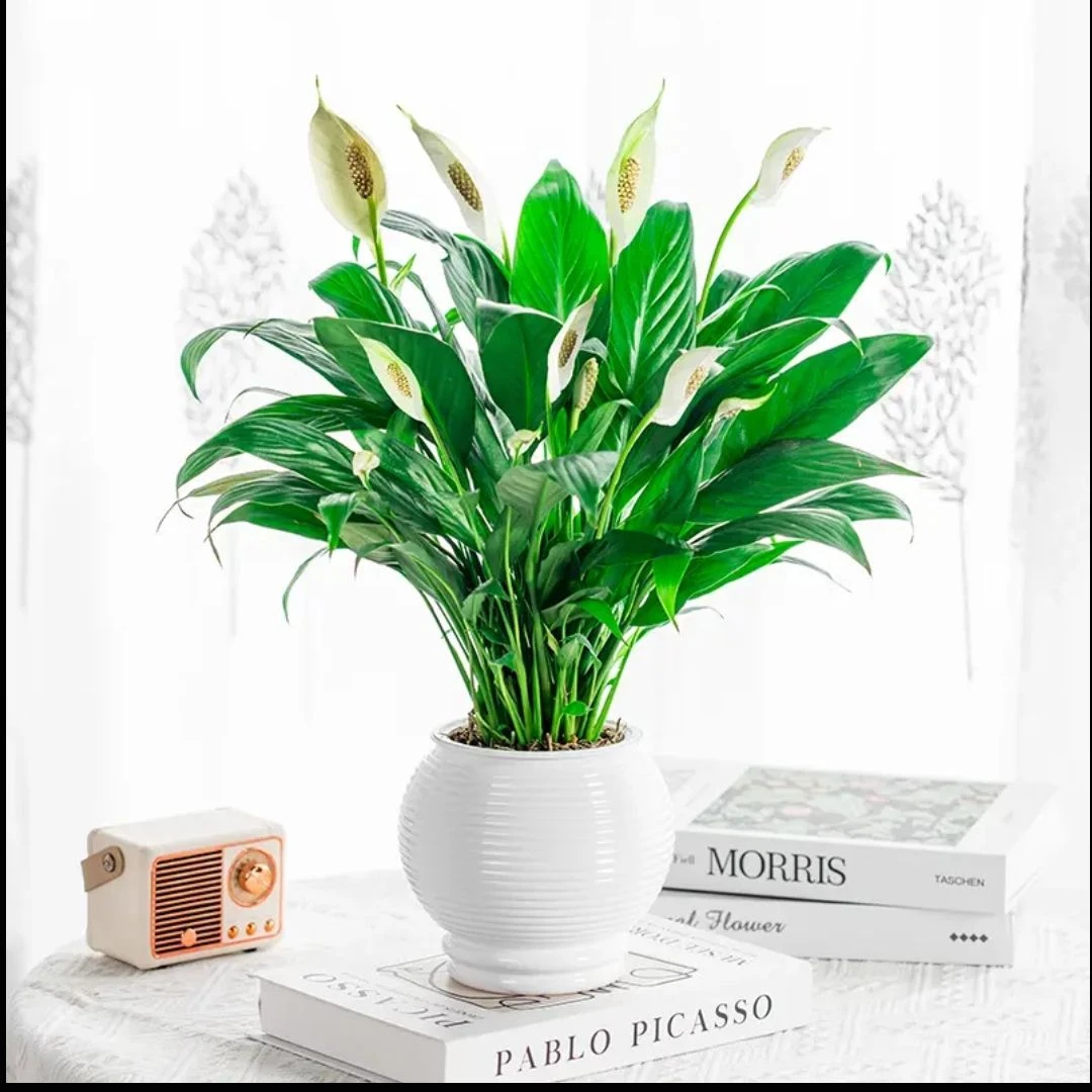 水培艾草白掌室内开花绿植美观净化寓意一帆风顺好养盆栽