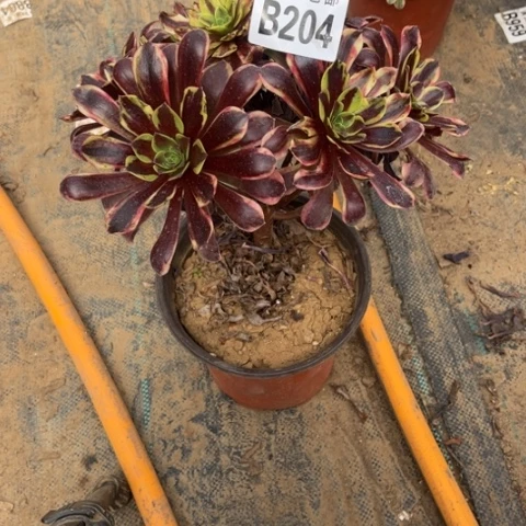 204欧嘉莉不包断枝